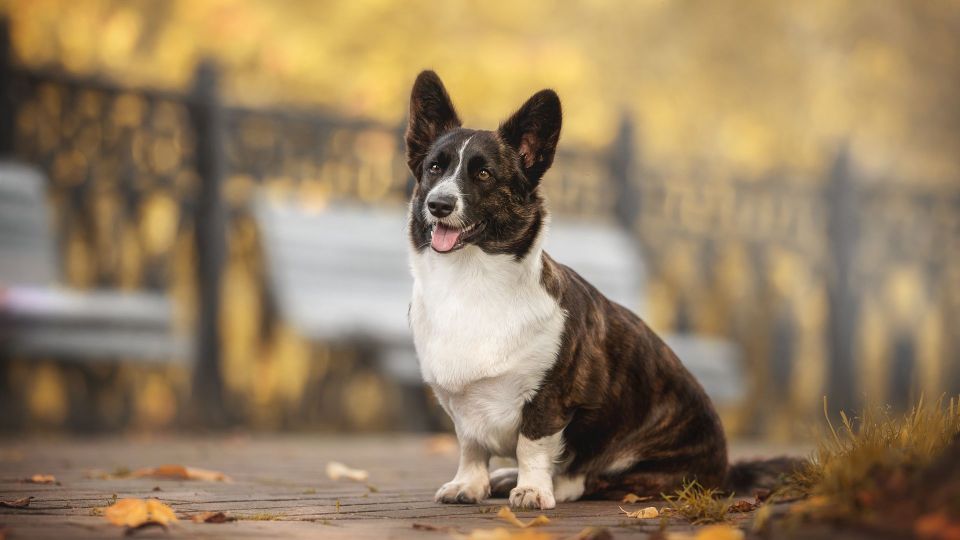 Welsh Corgi (Cardigan)